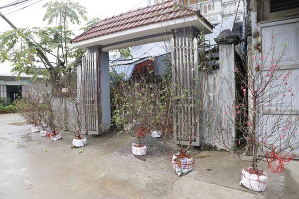 Người dân Đồng Tâm trưng đào, quất hối hả chuẩn bị đón Tết-2