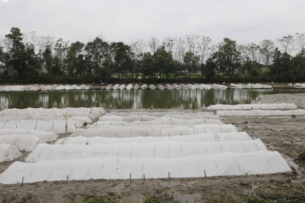 Người dân Đồng Tâm trưng đào, quất hối hả chuẩn bị đón Tết-7