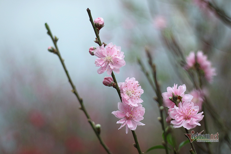 Chọn tuổi xông nhà, xông công ty mang lại tài lộc năm 2020-1