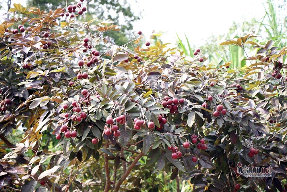 Cả vườn có 100kg nhãn tím, đánh ô tô xin mua nhưng bị từ chối-1