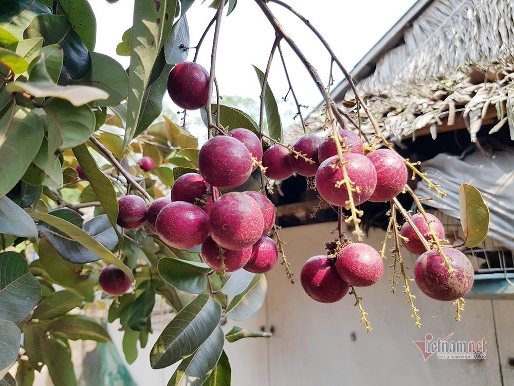 Cả vườn có 100kg nhãn tím, đánh ô tô xin mua nhưng bị từ chối-10