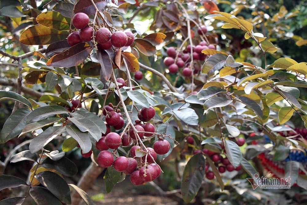 Cả vườn có 100kg nhãn tím, đánh ô tô xin mua nhưng bị từ chối-11