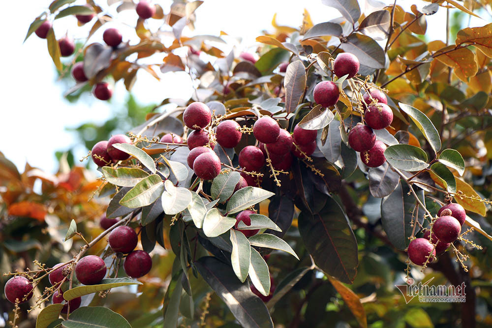 Cả vườn có 100kg nhãn tím, đánh ô tô xin mua nhưng bị từ chối-2