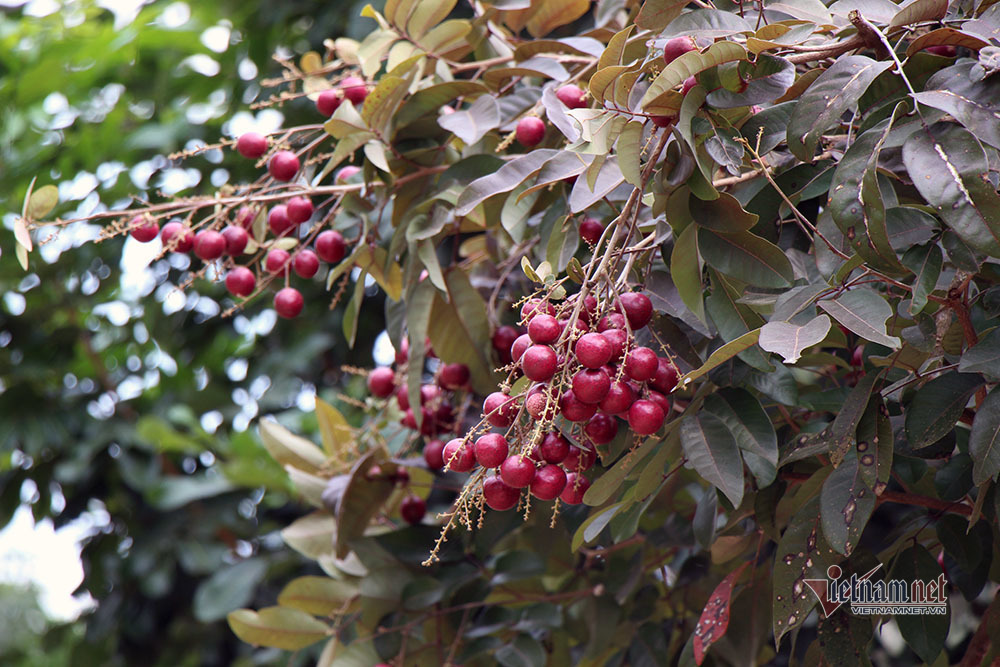 Cả vườn có 100kg nhãn tím, đánh ô tô xin mua nhưng bị từ chối-3