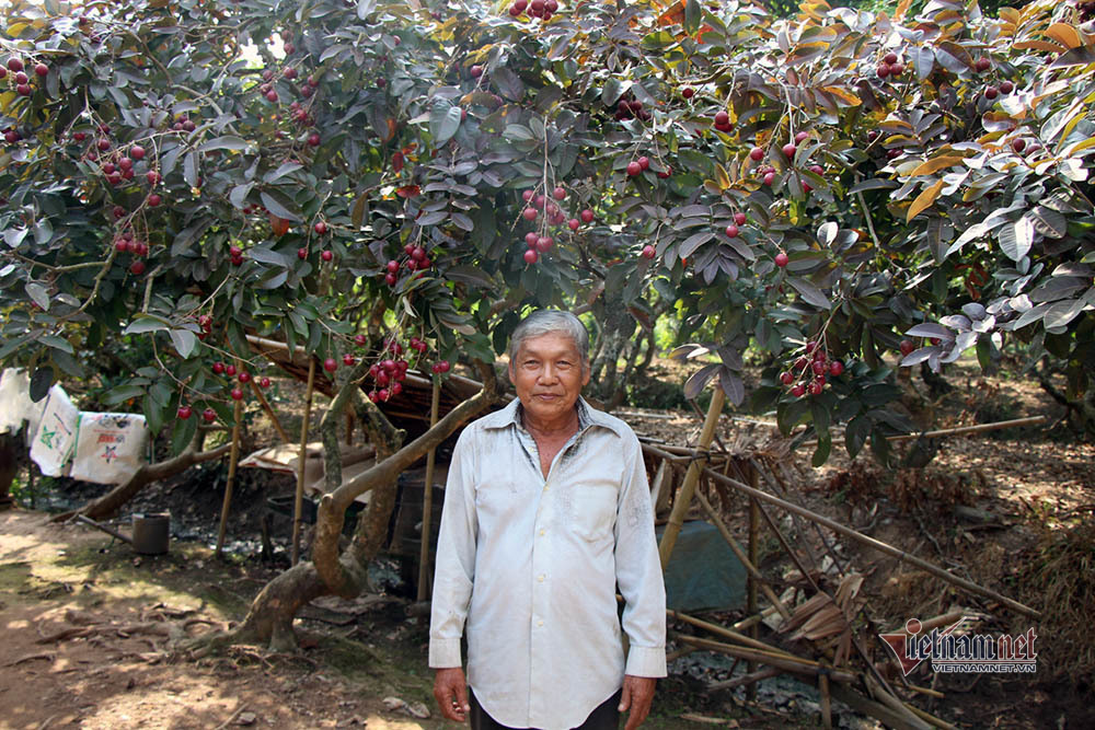 Cả vườn có 100kg nhãn tím, đánh ô tô xin mua nhưng bị từ chối-4