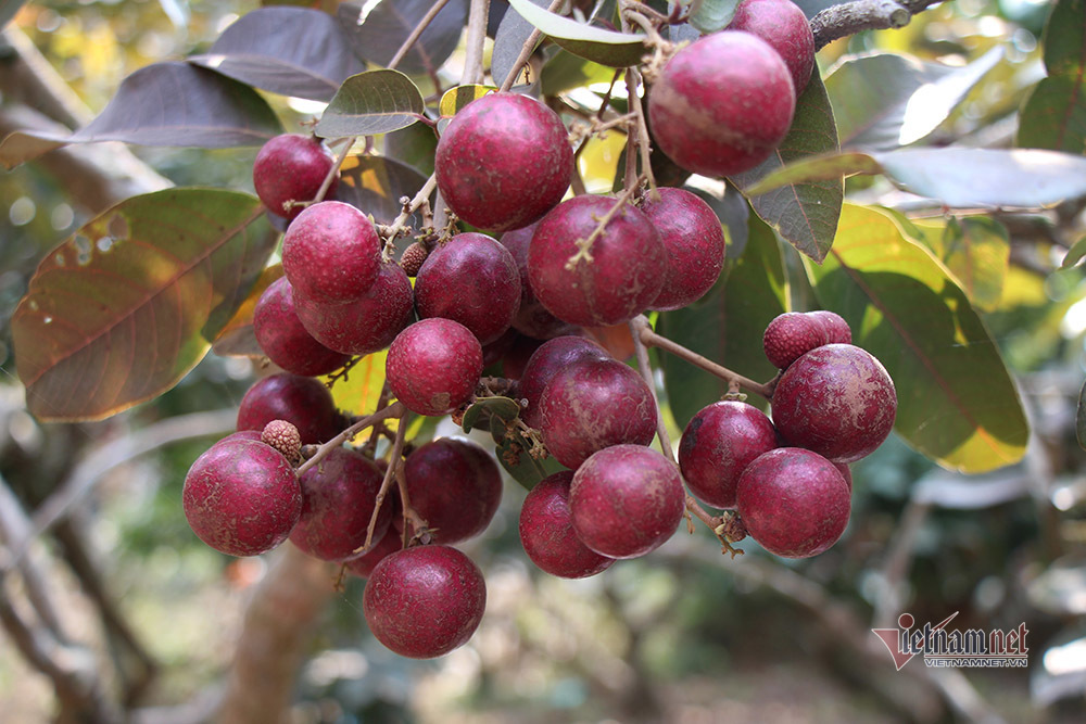 Cả vườn có 100kg nhãn tím, đánh ô tô xin mua nhưng bị từ chối-5