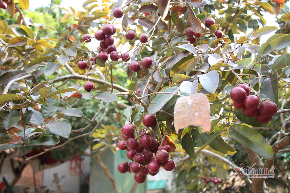 Cả vườn có 100kg nhãn tím, đánh ô tô xin mua nhưng bị từ chối-6