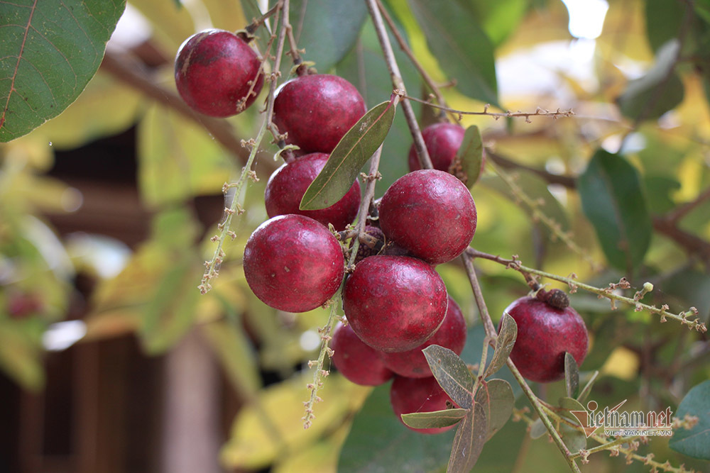 Cả vườn có 100kg nhãn tím, đánh ô tô xin mua nhưng bị từ chối-8