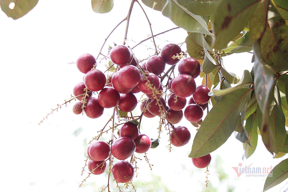 Cả vườn có 100kg nhãn tím, đánh ô tô xin mua nhưng bị từ chối-9
