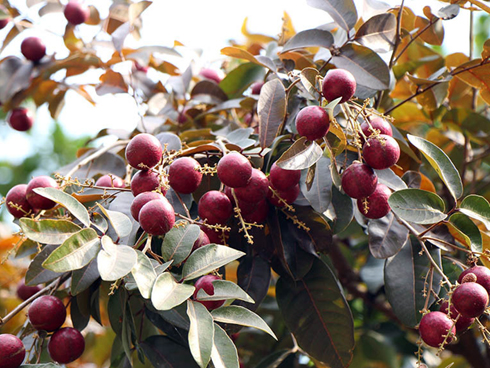 Cây mai trắng 20 năm tuổi cho thuê giá 20 triệu đồng-13