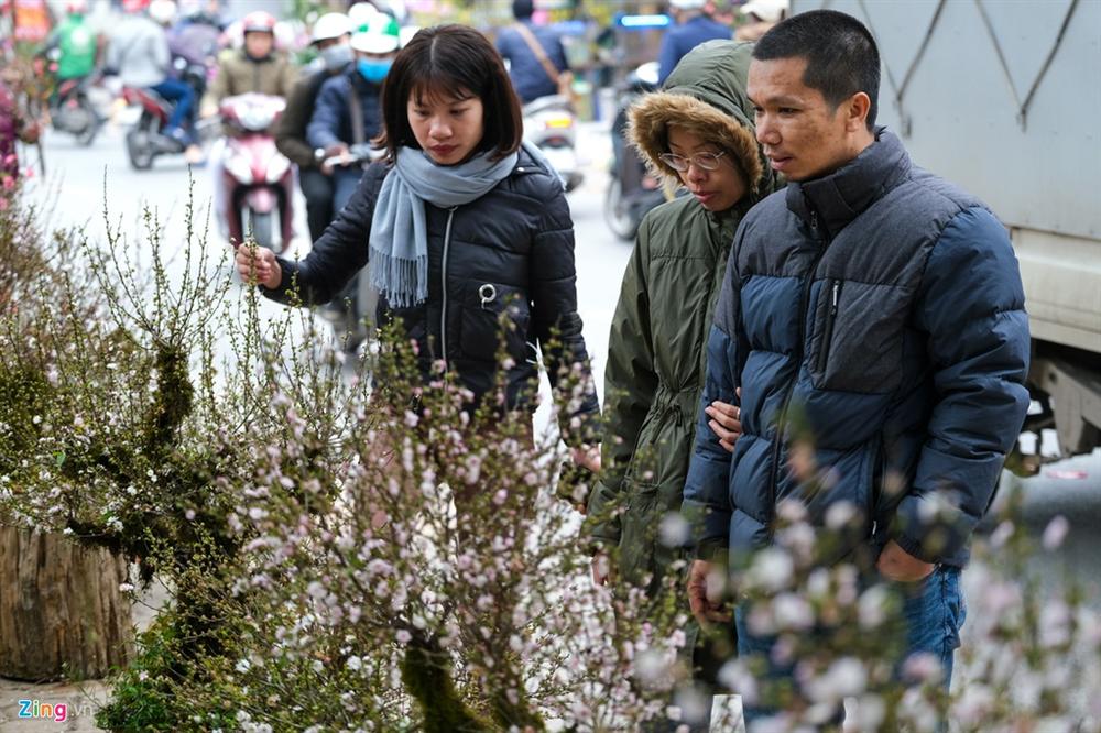 Cây mai trắng 20 năm tuổi cho thuê giá 20 triệu đồng-2