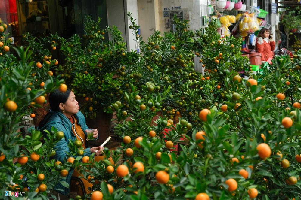 Cây mai trắng 20 năm tuổi cho thuê giá 20 triệu đồng-11