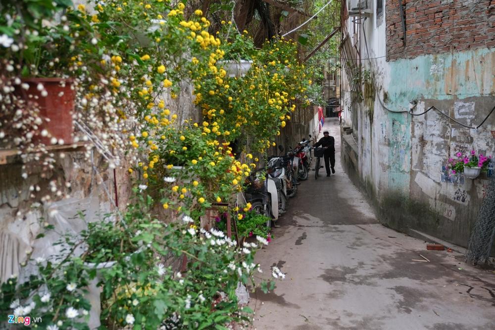 Cây mai trắng 20 năm tuổi cho thuê giá 20 triệu đồng-12