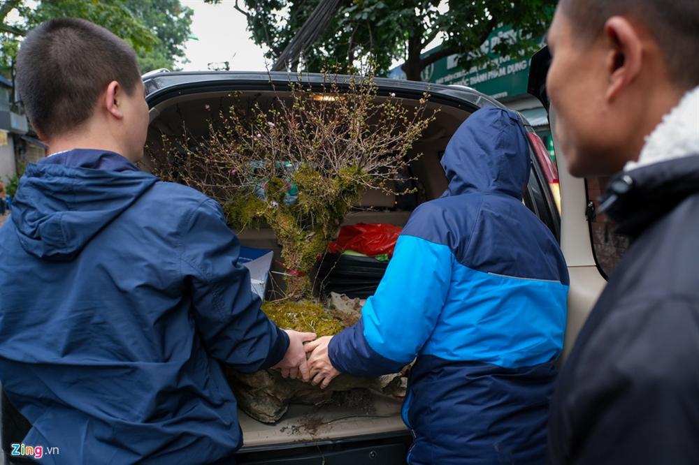 Cây mai trắng 20 năm tuổi cho thuê giá 20 triệu đồng-5