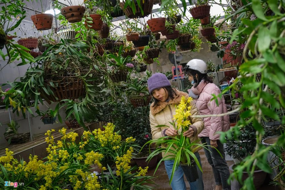 Cây mai trắng 20 năm tuổi cho thuê giá 20 triệu đồng-7