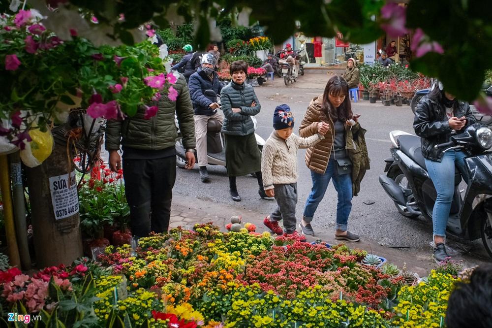 Cây mai trắng 20 năm tuổi cho thuê giá 20 triệu đồng-9