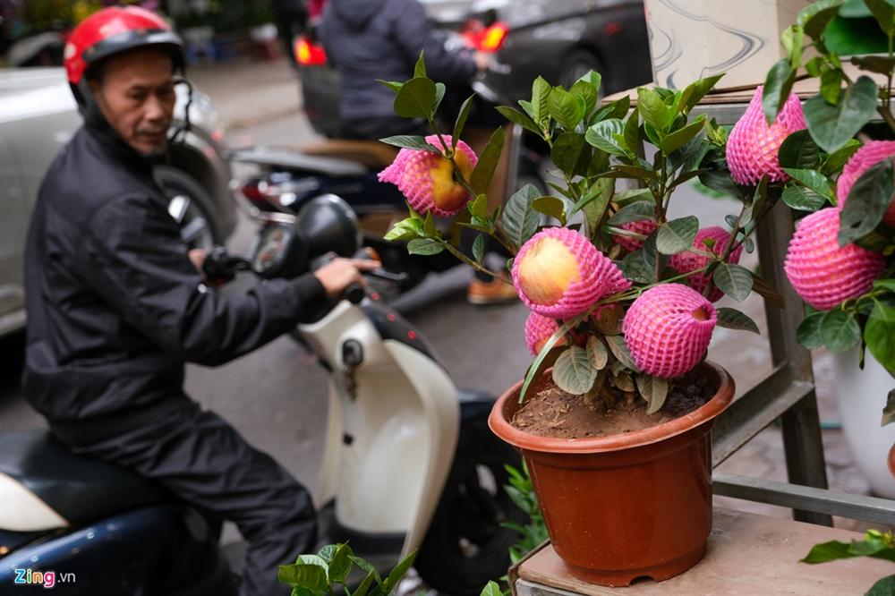 Cây mai trắng 20 năm tuổi cho thuê giá 20 triệu đồng-10