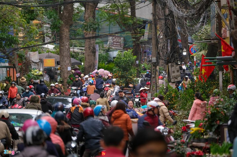 Cây mai trắng 20 năm tuổi cho thuê giá 20 triệu đồng-1