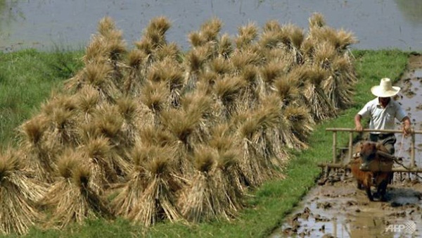 Mặt tối phía sau của những cuộc hôn nhân giữa cô dâu Việt và chồng Trung Quốc: Bị lừa vượt biên và bị ép bán dâm-3