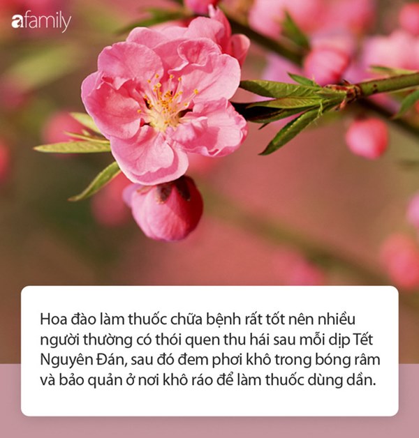 Đào đâu chỉ để chơi cho đúng Tết vì khi những cánh hoa rụng xuống bạn có thể tận dụng làm thuốc chữa bệnh, dưỡng nhan siêu hay!-1