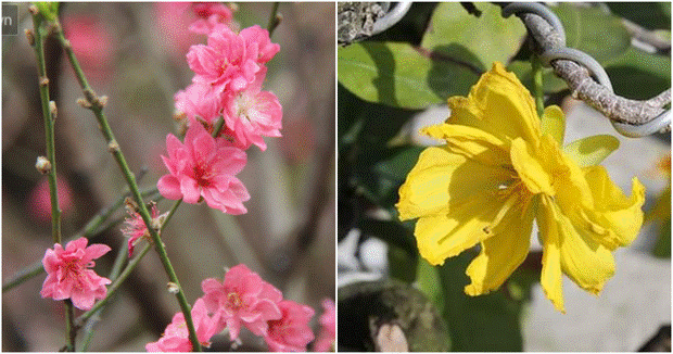 Ăn bao cái Tết nhưng bạn có biết vì sao miền Bắc chưng hoa đào còn miền Nam lại chuộng hoa mai không?-1