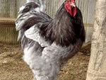 Bất ngờ loại gà siêu to khổng lồ” được nuôi để làm cảnh, giá hàng chục triệu đồng/con-6