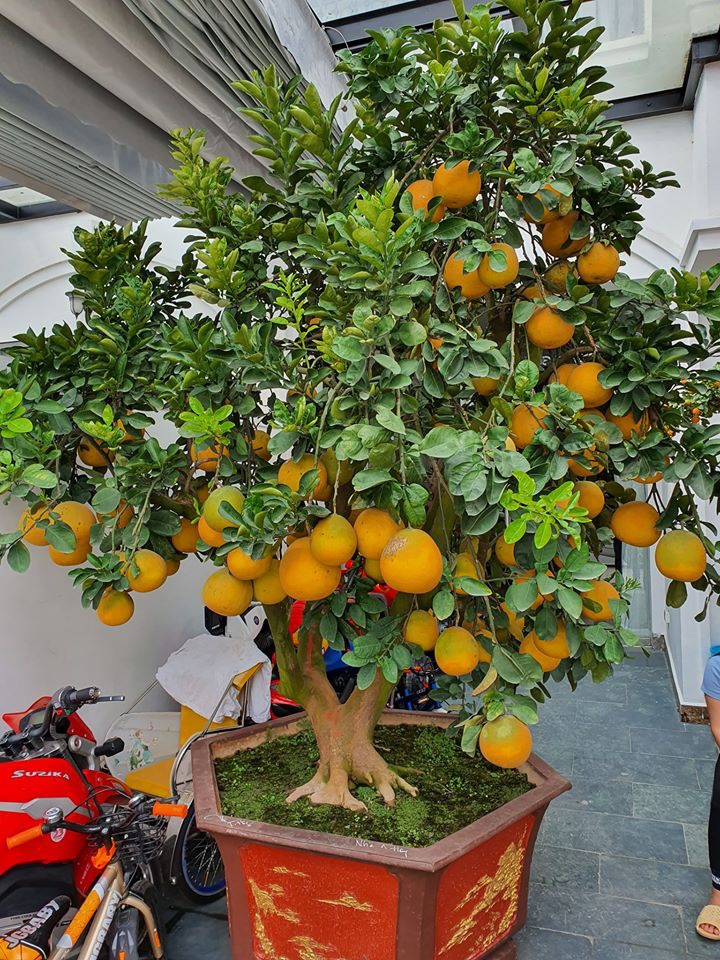 Bận trăm công nghìn việc Tuấn Hưng vẫn cùng gia đình gói bánh chưng, lý do mới đúng chuẩn ông bố quốc dân-5