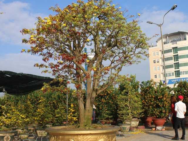 Mai cổ khủng khách trả 3 tỷ không bán cho thuê đã đút túi 100 triệu-1