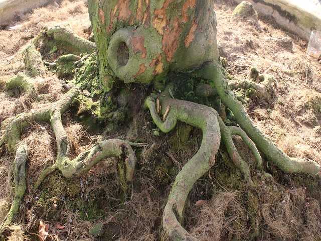 Mai cổ khủng khách trả 3 tỷ không bán cho thuê đã đút túi 100 triệu-4