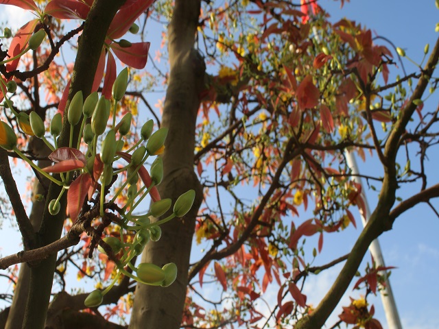 Mai cổ khủng khách trả 3 tỷ không bán cho thuê đã đút túi 100 triệu-6