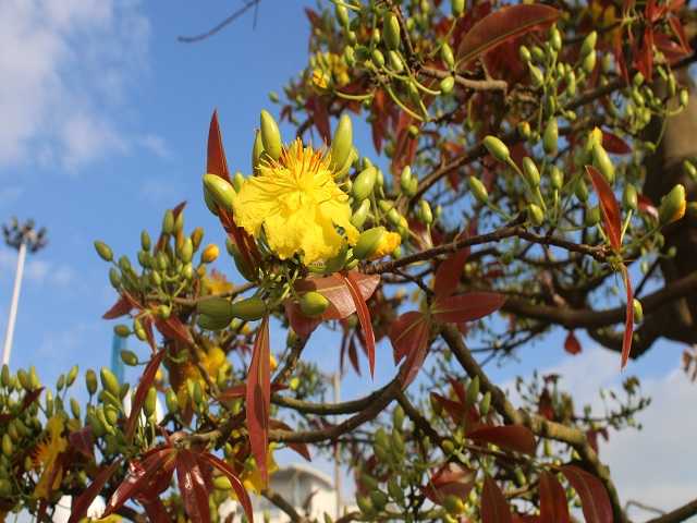 Mai cổ khủng khách trả 3 tỷ không bán cho thuê đã đút túi 100 triệu-7