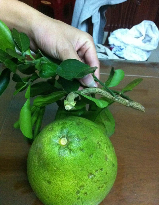 Đắng lòng mua quả liền cành thắp hương cầu lộc gặp hàng dính keo 502-2