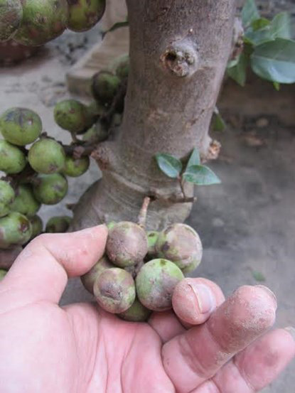 Đắng lòng mua quả liền cành thắp hương cầu lộc gặp hàng dính keo 502-1