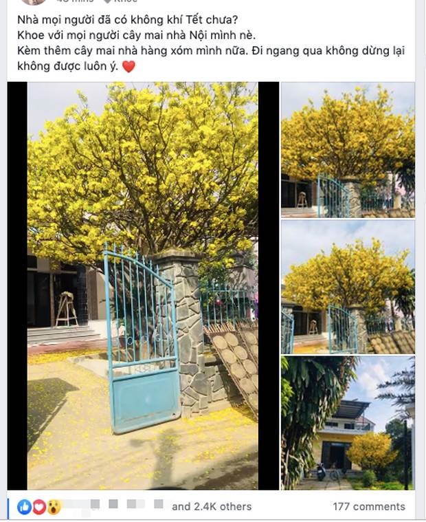 Cây mai bung nở rực rỡ, nhuộm vàng một góc trời trong dịp Tết khiến nhiều người trầm trồ-1