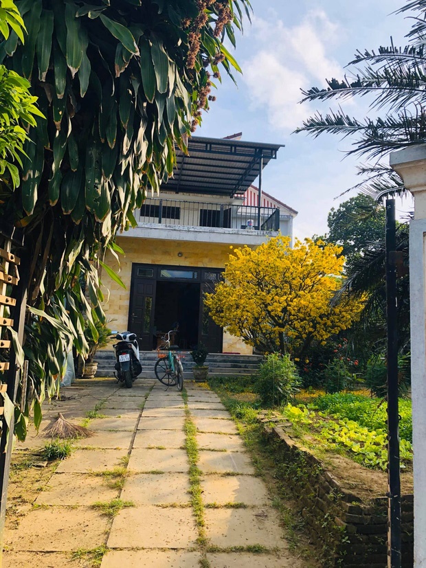 Cây mai bung nở rực rỡ, nhuộm vàng một góc trời trong dịp Tết khiến nhiều người trầm trồ-4