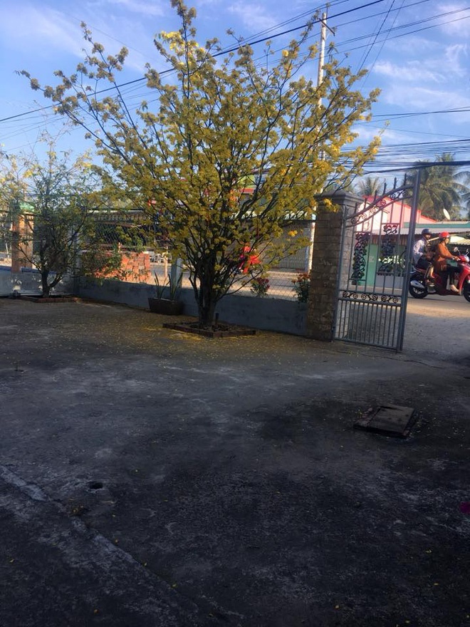 Cây mai bung nở rực rỡ, nhuộm vàng một góc trời trong dịp Tết khiến nhiều người trầm trồ-5