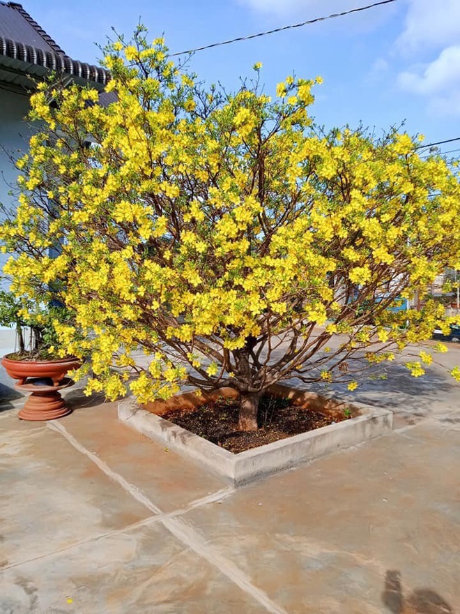 Cây mai bung nở rực rỡ, nhuộm vàng một góc trời trong dịp Tết khiến nhiều người trầm trồ-8