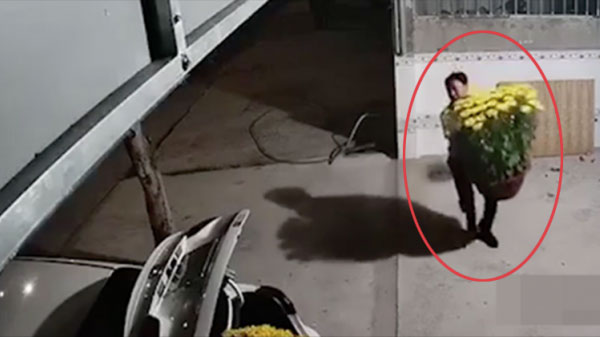 CLIP: Chủ nhà sốc nặng khi mua 4 chậu cúc đẹp vài triệu đồng chưa kịp chưng Tết đã bị kẻ gian đi ô tô bê mất 2 chậu trong đêm-1