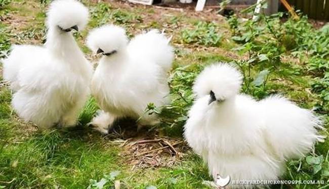 Loài gà kì quái, chân 5 ngón dị thường, dân chơi chi 10 triệu đưa về nhà-5