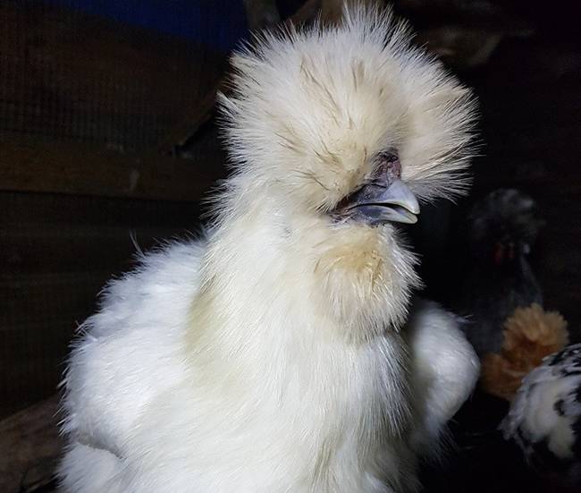 Loài gà kì quái, chân 5 ngón dị thường, dân chơi chi 10 triệu đưa về nhà-11