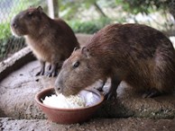 Hà Nội xuất hiện chuột khổng lồ nặng hơn 50kg nuôi như nuôi lợn