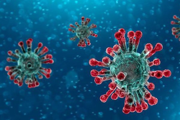Không chỉ có dơi mới là nguồn gốc lây nhiễm coronavirus, ăn những loài động vật này cũng sẽ khiến nguy cơ lây nhiễm virus chết người tăng lên gấp bội-3