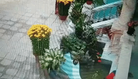 Để hai chị em chơi với nhau gần hòn non bộ, phụ huynh suýt nữa ân hận không kịp khi bé trai bất ngờ rơi xuống bể nước-1