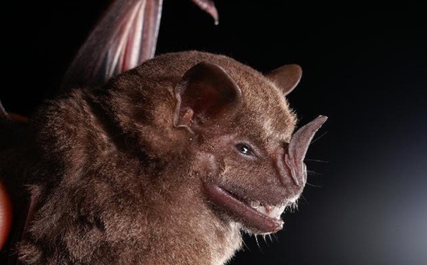 Được mệnh danh là bể chứa virus, sinh vật bị nghi lan truyền virus corona có sự tiến hóa đáng sợ nào?-1