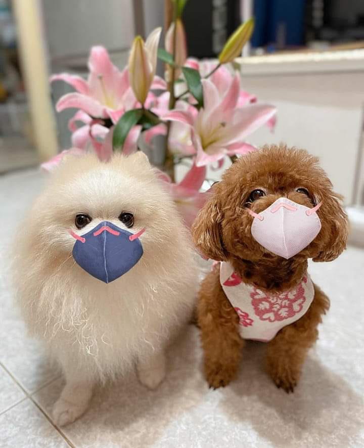 Đi chơi không quên phòng virus corona, gia đình Đăng Khôi - Thủy Anh bịt kín mít nhưng hai cậu nhóc khiến ai nấy phì cười-5