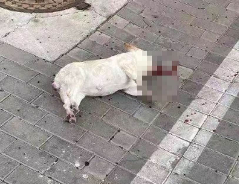 Nhiều chó, mèo ở Trung Quốc chết thảm do tin đồn virus corona có thể lây truyền qua vật nuôi-1