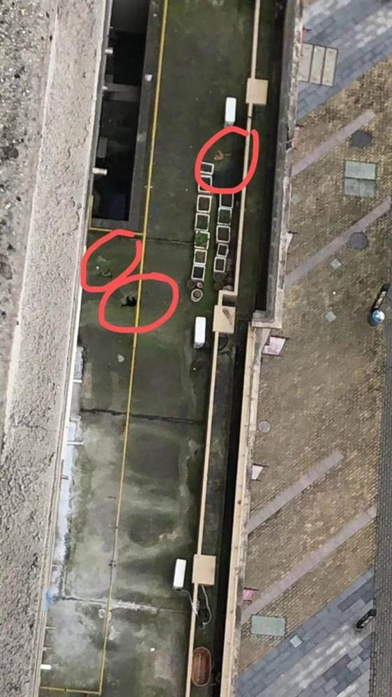 Nhiều chó, mèo ở Trung Quốc chết thảm do tin đồn virus corona có thể lây truyền qua vật nuôi-3