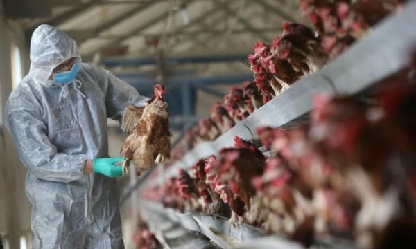 Cúm gà H5N1 bùng phát tại Hồ Nam giữa đại dịch corona-1