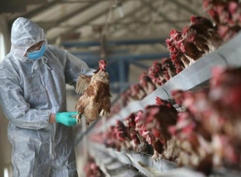 Cúm gà H5N1 bùng phát tại Hồ Nam giữa đại dịch corona