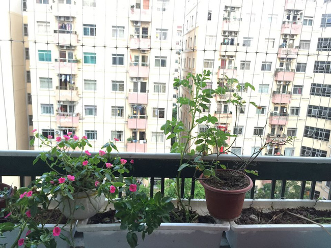 Kế hoạch mua nhà chung cư 1,2 tỷ dù vợ chồng trẻ chỉ đang có 350 triệu-1